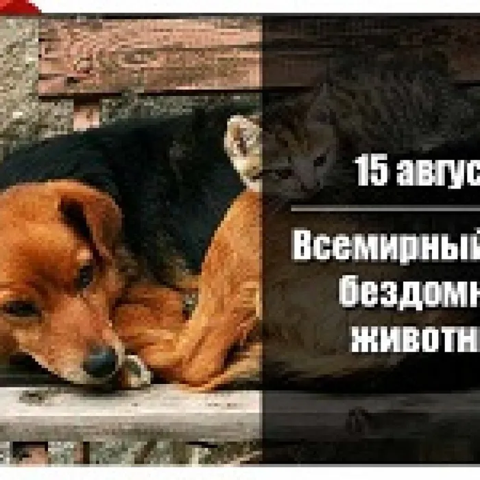 Всемирный день бездомных животных